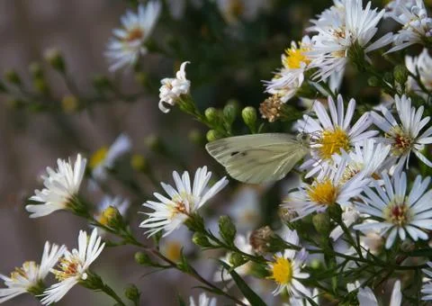 Cabbage white butterfly 스톡 사진