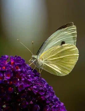 Cabbage white butterfly Stock Photos