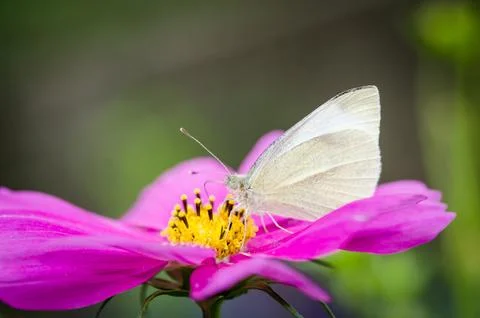 Cabbage white butterfly Stock Photos