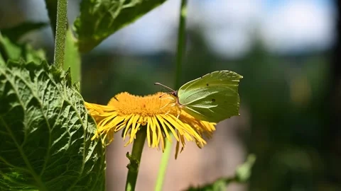 Cabbage White Butterfly pollinating a flower Stock Footage 243118086