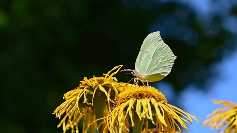 Cabbage White Butterfly pollinating a flower Stock Footage 243118092