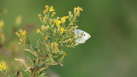 Cabbage white butterfly sucking nectar from flowers Stock Footage 290377334