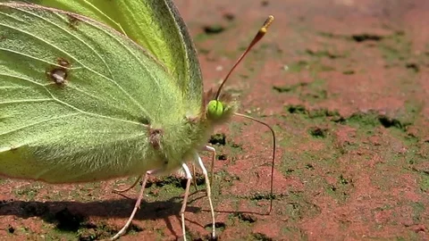 Cabbage white butterfly using its proboscis to collect minerals from a brick. Stock-Footage 73780172