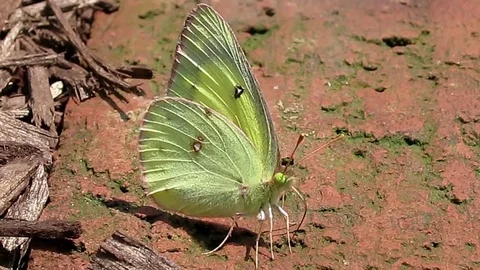 Cabbage white butterfly using its proboscis to collect minerals from a brick. Stock-Footage 73780719