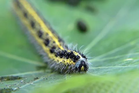 Cabbage White Caterpillar on a Leaf Фото