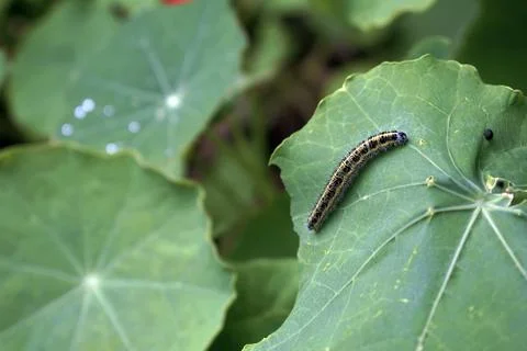 Cabbage White Caterpillar on a Leaf Foto stock