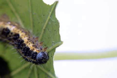 Cabbage White Caterpillar on a Leaf Фото