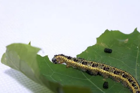 Cabbage White Caterpillar on a Leaf Фото
