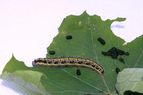 Cabbage White Caterpillar on a Leaf Foto stock