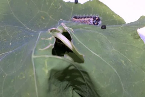 Cabbage White Caterpillar on a Leaf Фото