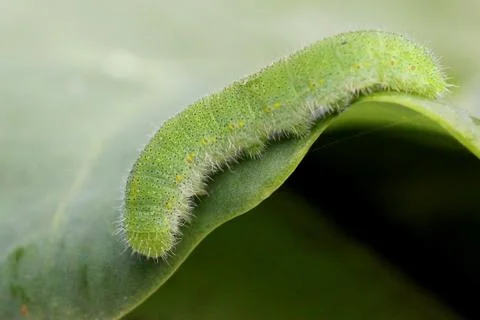 Cabbage White Caterpillar Fotos Stock
