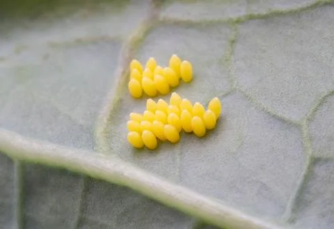 Cabbage white egg 12 Stock Photos