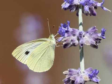 Cabbage White on Lavender Stock Photos