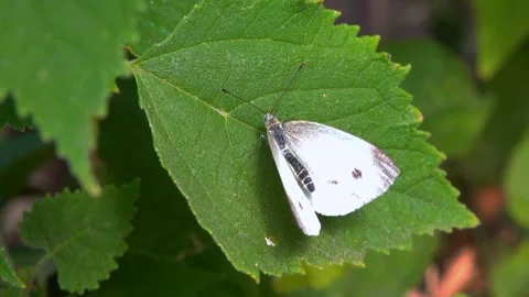 Cabbage white or cabbage butterfly Pieris rapae - A butterfly sits on a gre.. Stock Footage 317406117