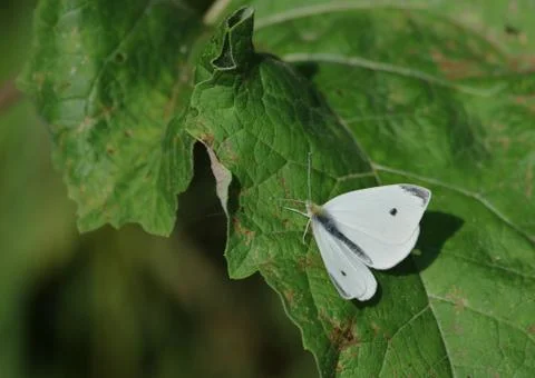 Cabbage White Stock Photos