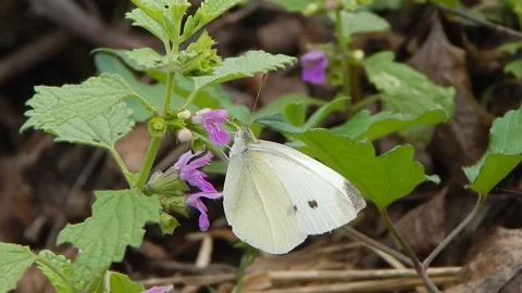 Cabbage White (Pieris rapae) butterfly collecting nectar from the flowers Stock Footage 141817397