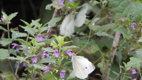 Cabbage White (Pieris rapae) butterfly mating Stock Footage 141817400