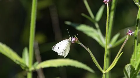 A cabbage white is sunlit while feeding on a flower Stock Photos
