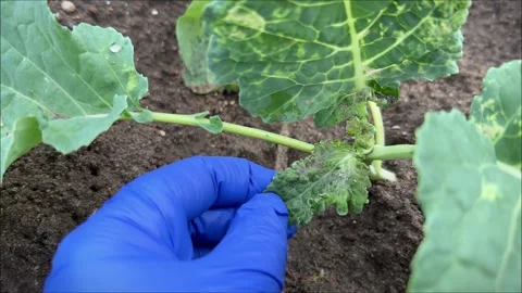 Cabbage Whitefly or Aleyrodes proletella pests on leaves, white adult moth and Stock-Footage 279070846