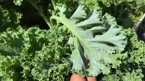 Cabbage Whitefly or Aleyrodes proletella pests on Curly kale leaves, many flying Stock Footage 286032008
