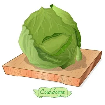 Cabbage on wood deck vector illustration set isolated on white. Stock Illustration