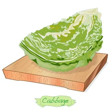 Cabbage on wood deck vector illustration set isolated on white. Ilustración de archivo