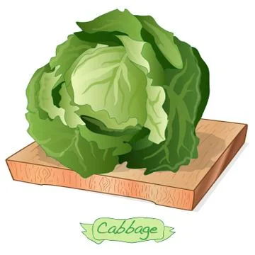 Cabbage on wood deck vector illustration set isolated on white. Stock Illustration