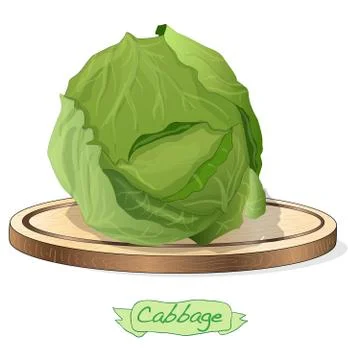 Cabbage on wood deck vector illustration set isolated on white. Ilustración de archivo