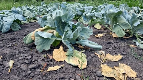 Cabbage with yellowed leaves during the drought period.Green cabbage in the fiel Stock Footage 339369089