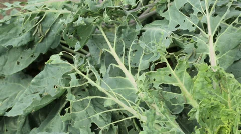 Cabbages with cabbage white caterpillar damage to leaves Stock Footage 30626806