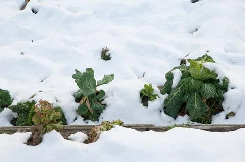 Cabbages covered with snow. Stock Photos