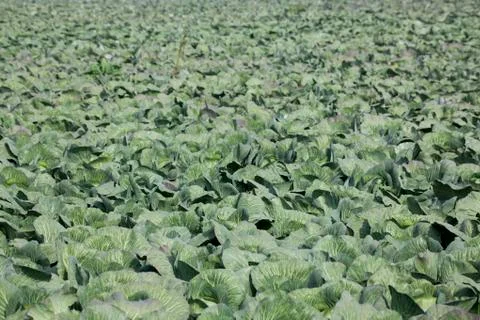 Cabbages on a field Stock Photos