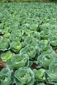 Cabbages growing 库存照片