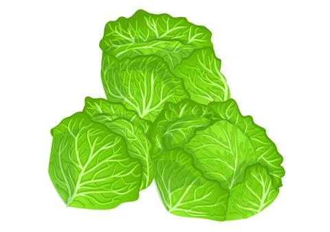 Cabbages Stock Illustration