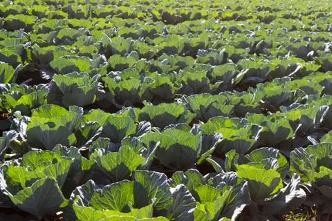 Cabbages 写真素材