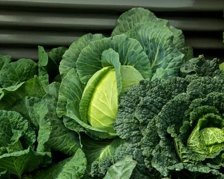 Cabbages in a vegetable garden Stock Photos