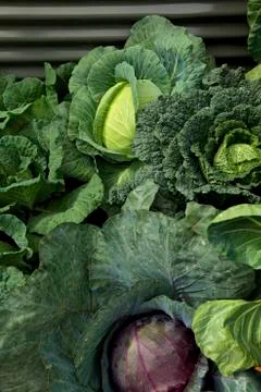 Cabbages in a vegetable garden 스톡 사진