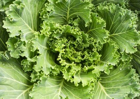 Cabbages vegetable texture background / Green cabbage flower or kale planted  Foto stock