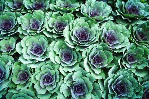 Cabbages vegetable texture background 스톡 사진