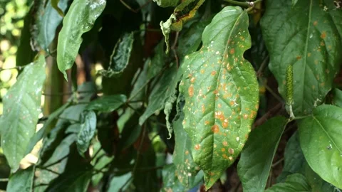 Cabe Jawa1 Stock Footage 344725490