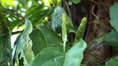 Cabe Jawa10 Stock Footage 344725576