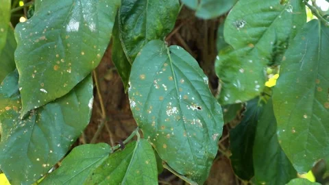 Cabe Jawa11 Stock Footage 344725602