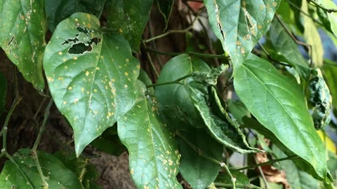 Cabe Jawa2 Stock Footage 344725491