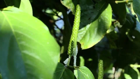Cabe Jawa3 Stock Footage 344725456