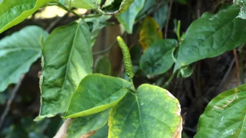 Cabe Jawa4 Stock Footage 344725492