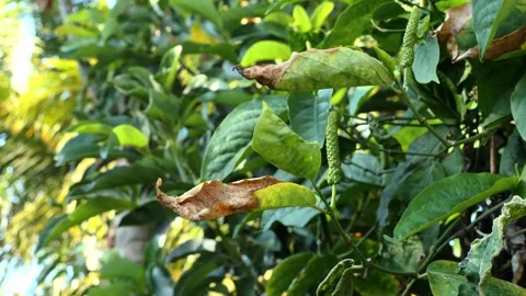 Cabe Jawa5 Stock Footage 344725481