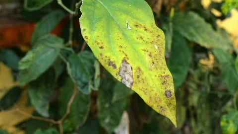 Cabe Jawa6 Stock Footage 344725540
