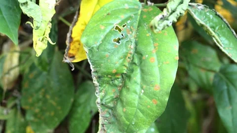 Cabe Jawa7 Stock Footage 344725543