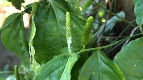 Cabe Jawa9 Stock Footage 344725567