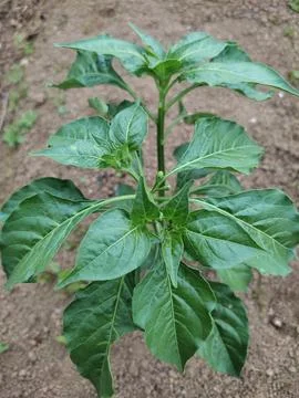 Cabe rawit Stock Photos